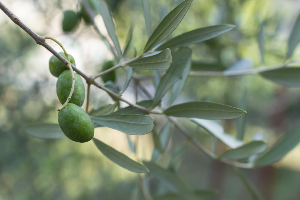 Оливковий колір: символ миру, практичності та стилю